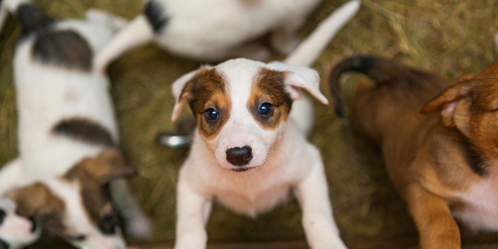 Ethical pet adoption from the right shelter can save animals / iStock