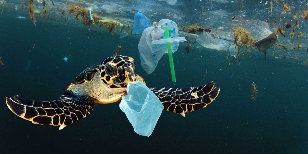 Move from recycling to zero waste to avoid plastic pollution in oceans and ourselves / iStock