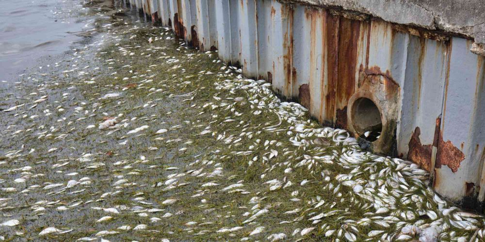 Harmful algae blooms killed tons of fish in Florida after the Piney Point red tide / iStock