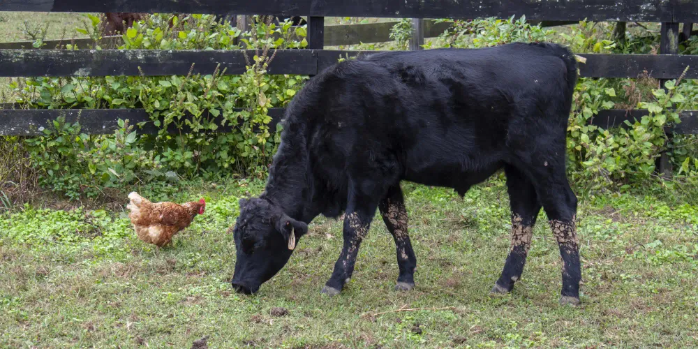 Livestock are healthier when raised on a pasture and so is our food / iStock